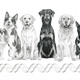 Illustration for article titled The Dogs That Have Obsessive-Compulsive Disorders